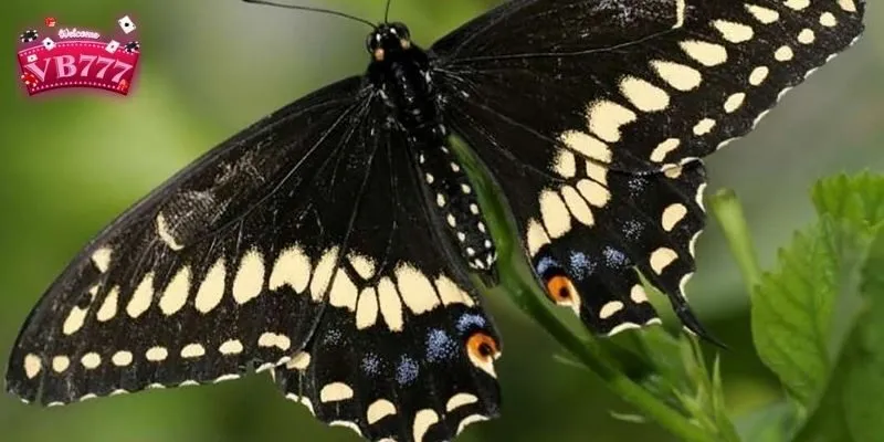 Bướm biểu tượng cho sự may mắn, quyền quý, tái sinh và giàu có